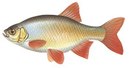 Феникс - иконка «рыбалка» в Родино